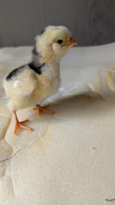 Pui țărănești,barbosi