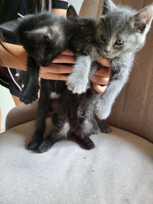 Котята бесплатно