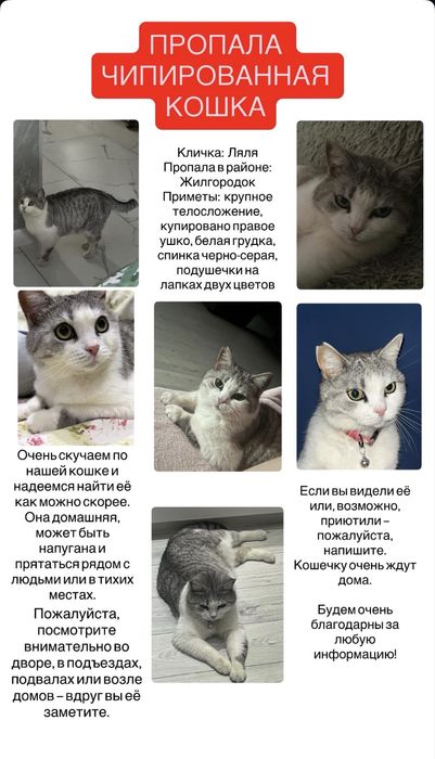потерялась чипированная кошка