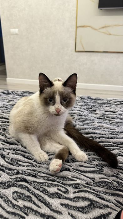 Кошечка с добрым сердцем ищет дом