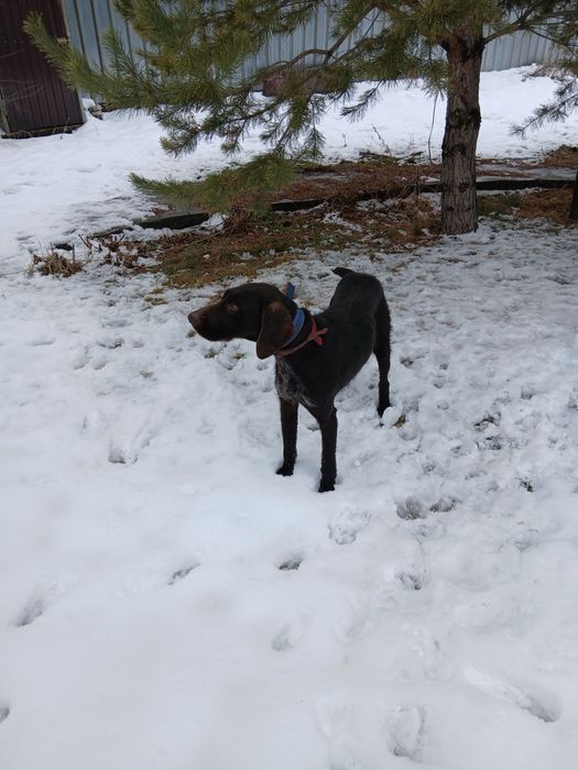 Продам кобеля дратхаара