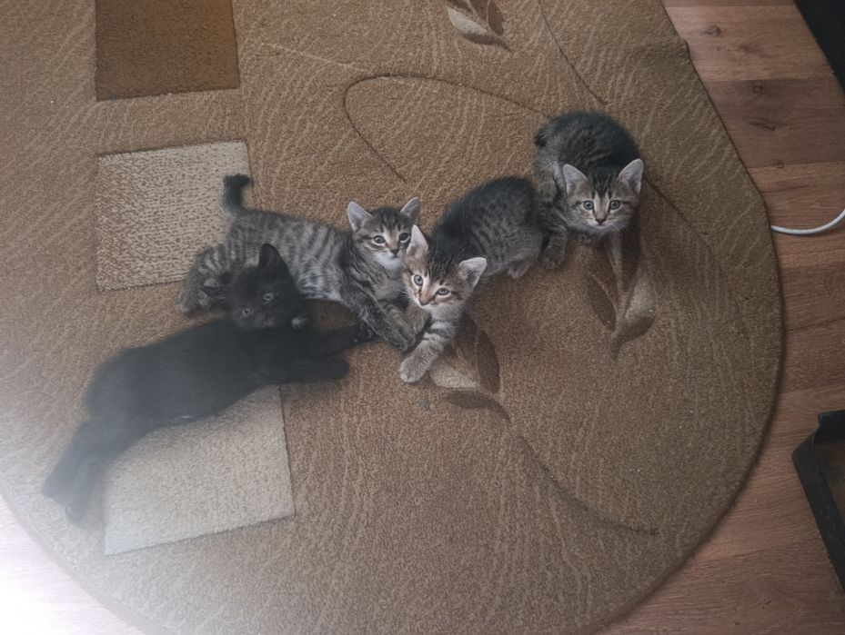 Котята ищут дом.