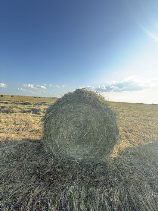 Продам сено в рулонах,подкос 2026