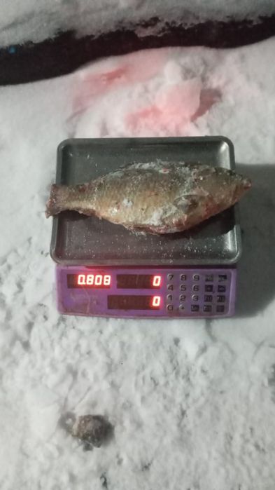 Сазан и Карас оптом торгайский