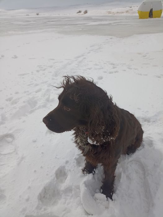 Собака кокер спаниель