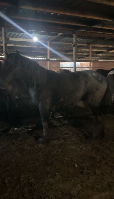 Кара айгыр джабы