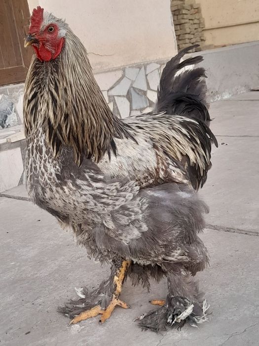 Brama tovuq va xoʻrozlar sotiladi