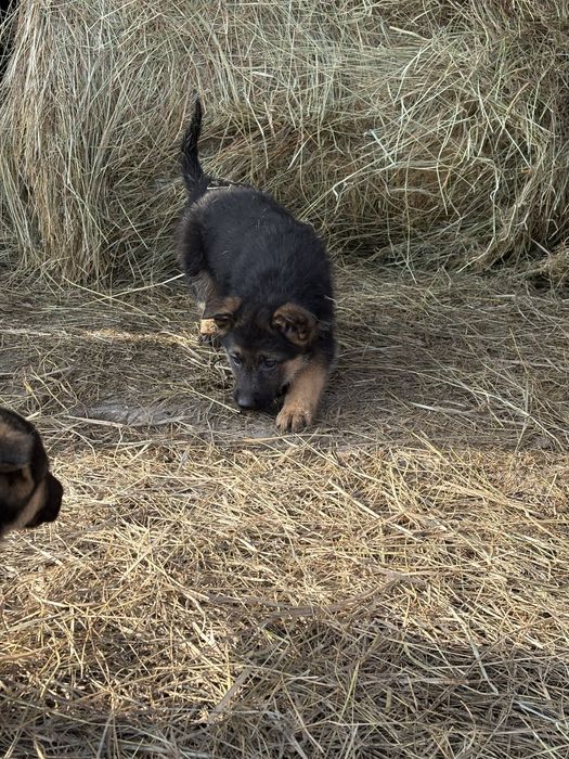 продам щенков немецкой овчарки