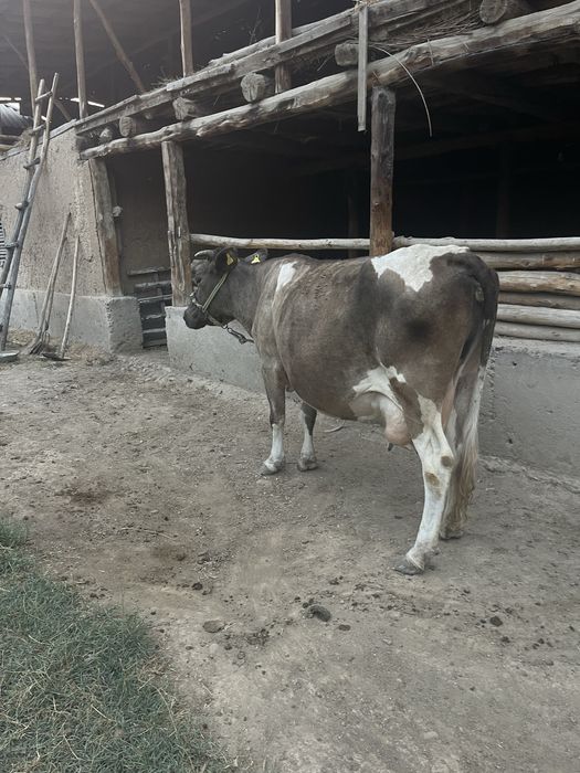 Sigr sogmli bolasi blan 10ltr suti bor tepmidi