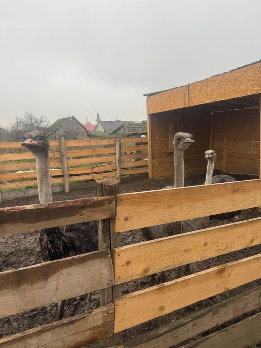 Vand  2 familii de struti