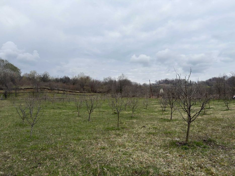 Teren / grădină de vânzare în Barbuletu, judetul Dambovita –  8055 mp