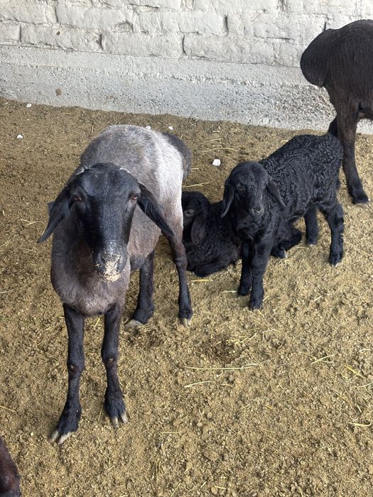 Бухара лелин юли