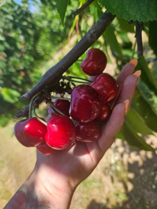 Продавам череши на едно !
