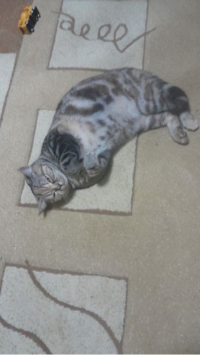 Ищем Вислоухого шотландца для вязки!