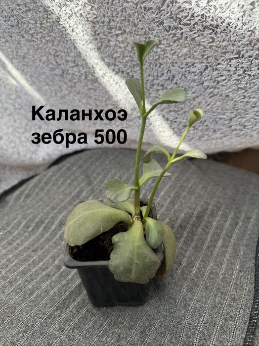 Комнатные цветы продаю от 200