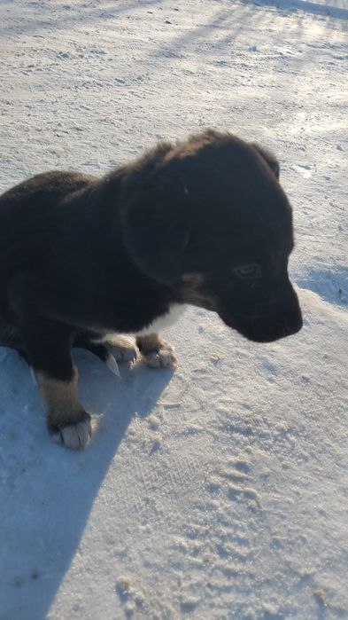 Бездомные щенки,два брата