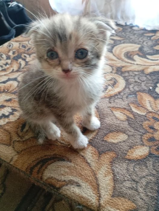 Котята бесплатно