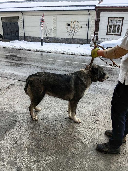 Алабай тоза зотдор