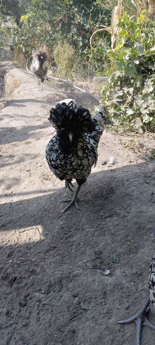 Dekarativni paduvan tovuqlar sotiladi