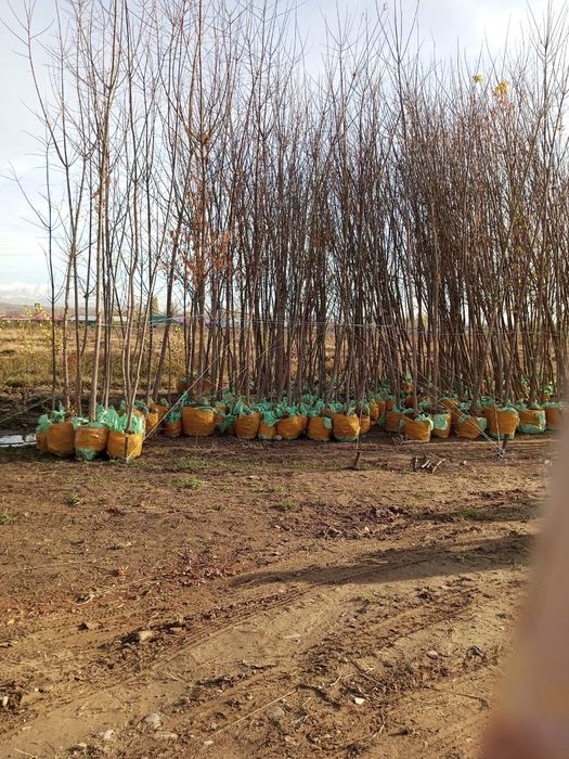 Toshkent viloyati Parkent tumani "Gulbogʻ Burxon"f/x