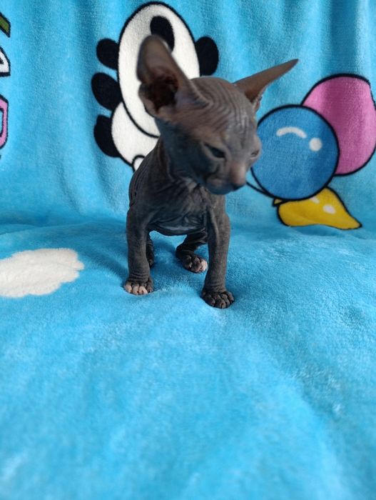 Котята Сфинкс продаю