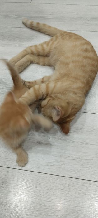 Отдам котят в добрые руки