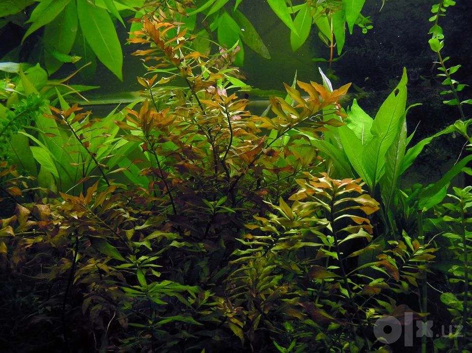 Аквариумные растения (Rotala H'Ra Ludwigia repens) и улитки