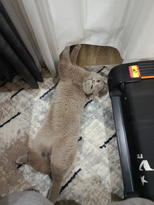 scottish straight va Scottish fold mushukchalari