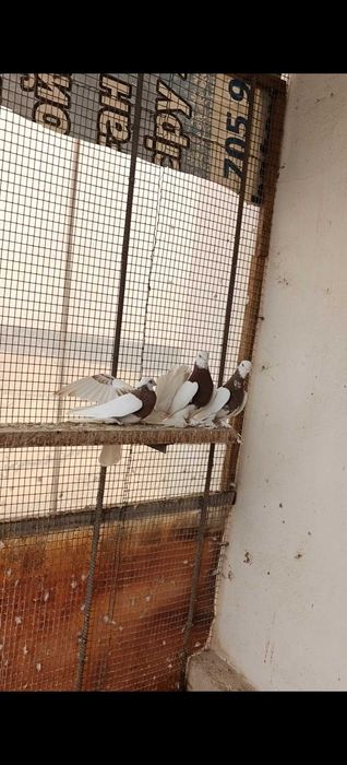 Продам голубей капканы