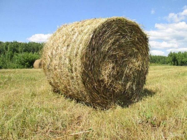 Продам сено в рулонах