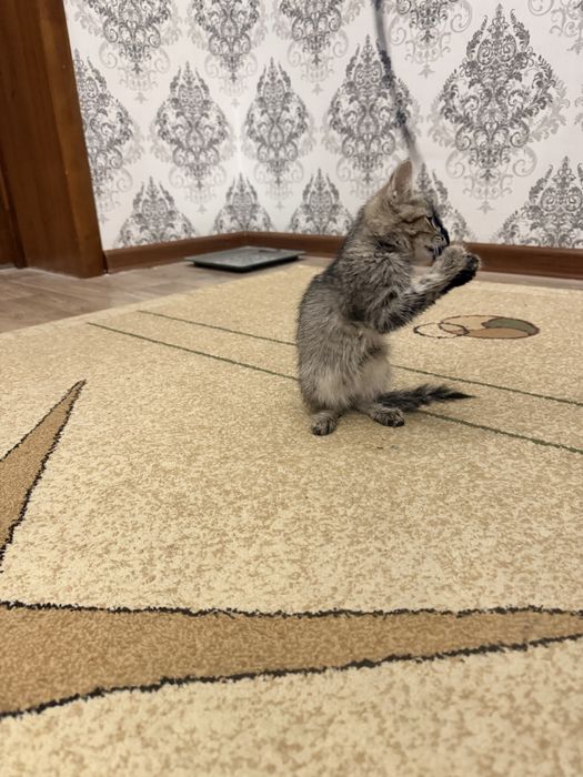 Продается котёнок двухмесячный