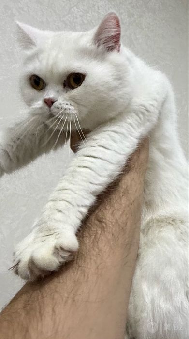 Продается British Shorthair!