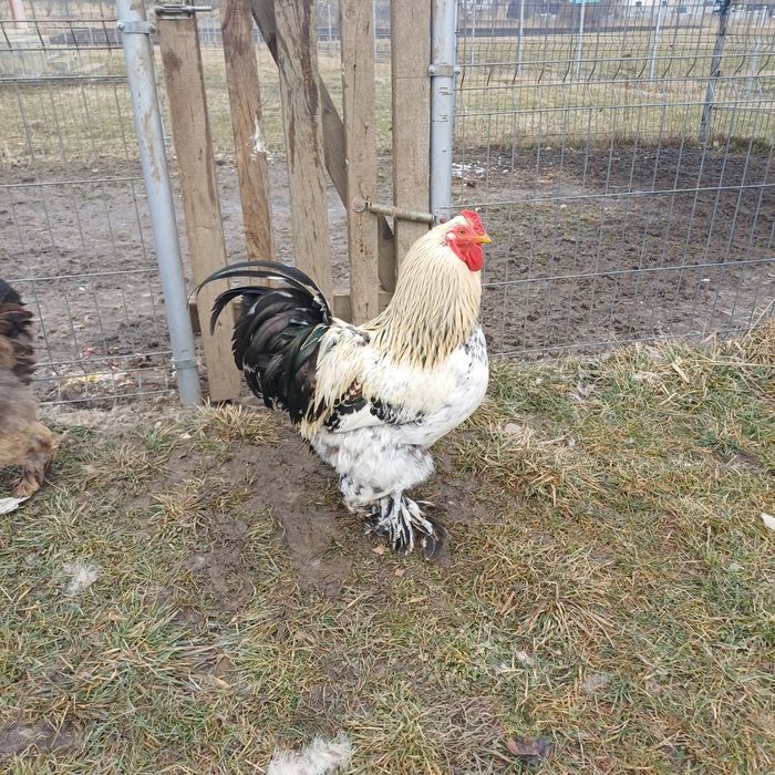 Brahma - oua pentru incubat