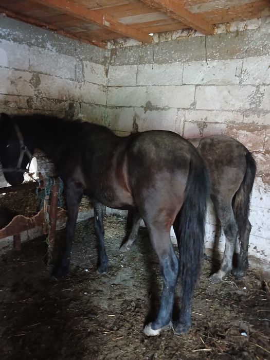Vând 2 mânji unu de 8 luni și unul de 9 luni.