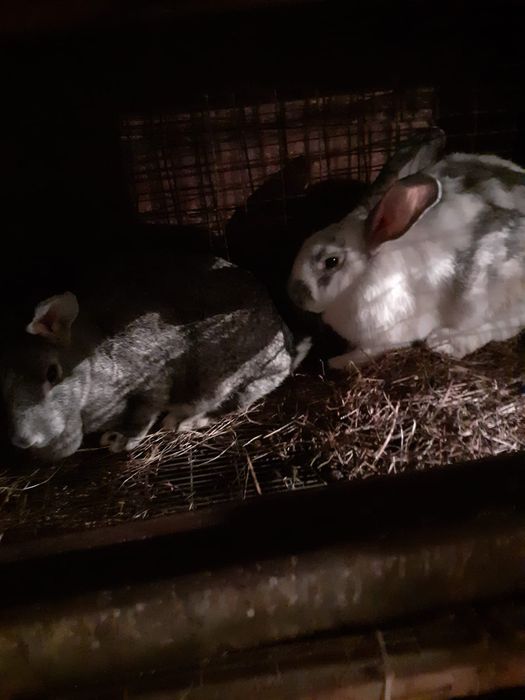 Продам кролих шиншил