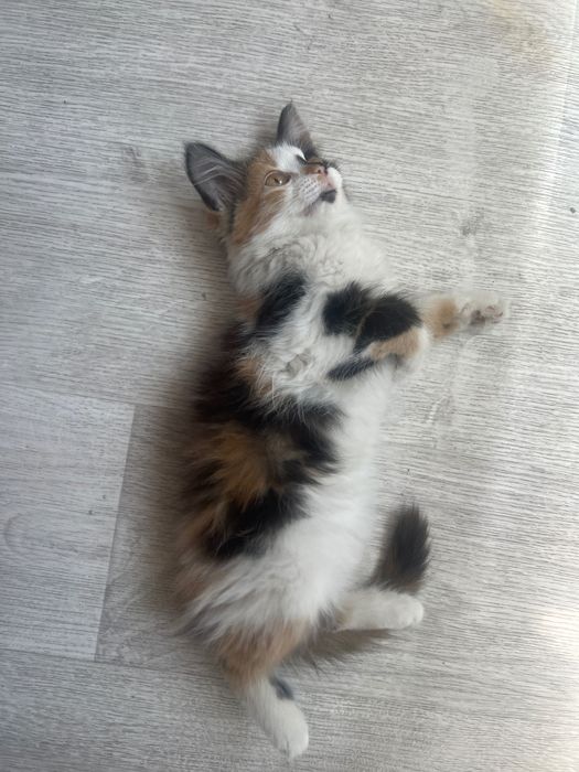 кошечка 1 месяц ласковая