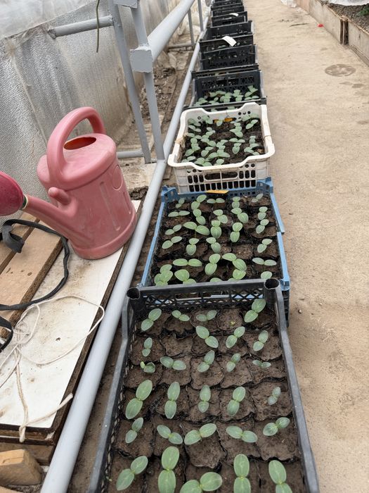 Рассада для огорода