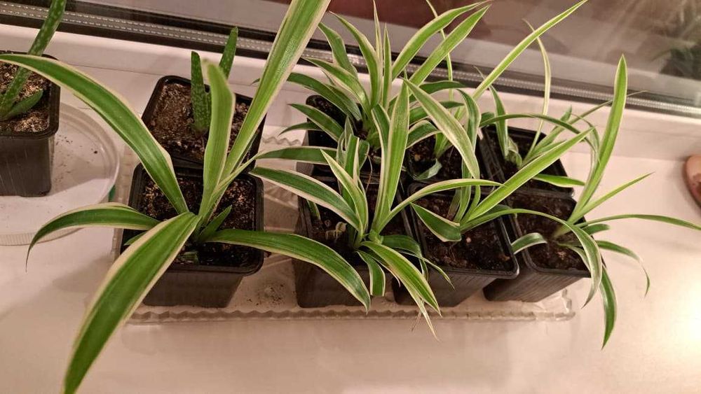 Продаю комнатные растения