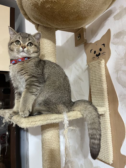 British Shorthair golden fetita 4 luni