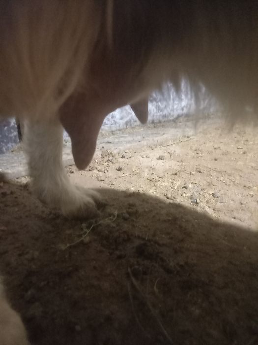 Орыс ешкі Ломанча