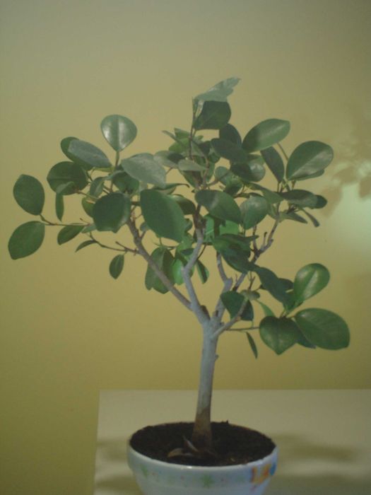 Продавам истински живи бонсаи