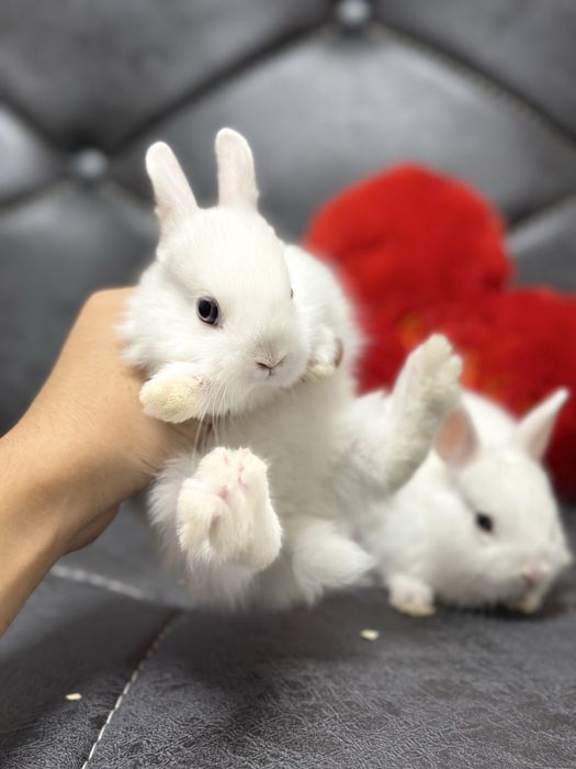 Basmala Farm – Quyon sevuvchilar uchun eng yaxshi tanlov!