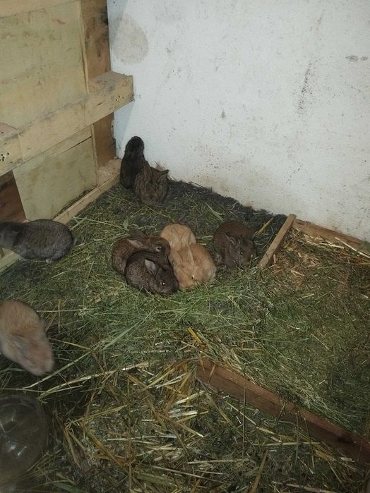 зайци подрастващи на два месеца клепоухи