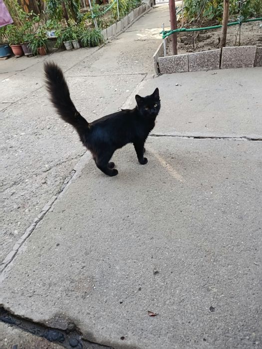 Adoptie Cautam familii permanente pentru Pisici negre cu blana lunga  6 luni - 2 ani
