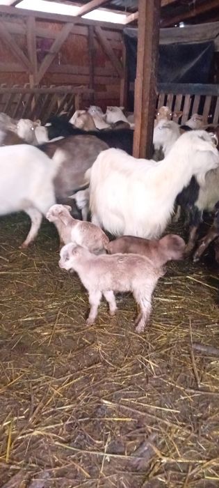 Vând 18 capre fatate