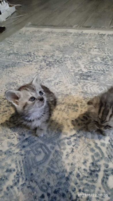 котята скотиш страйт