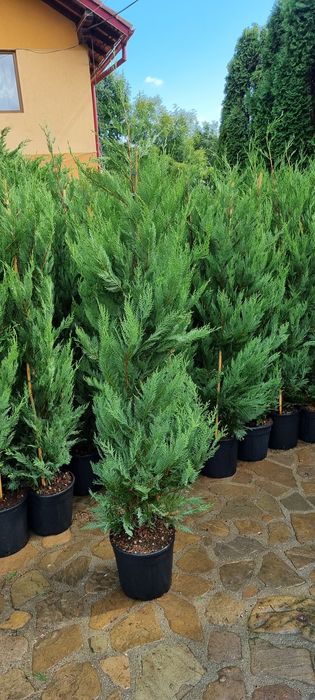 Chiparos leylandi de la 1.3 la 3 metri