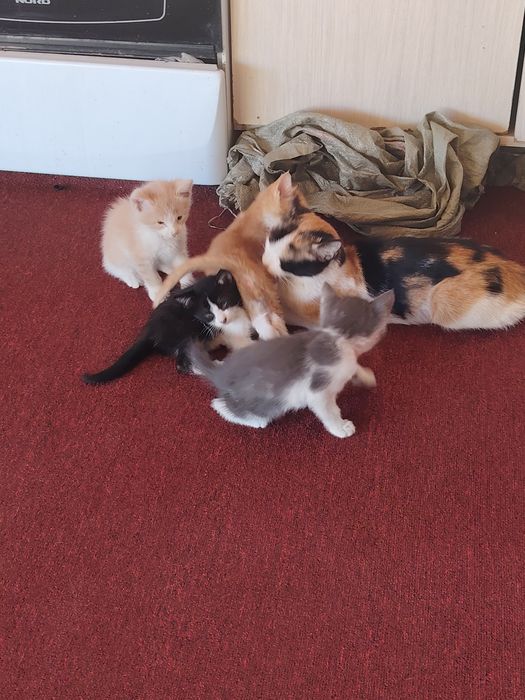 Отдам котят в хорошие руки