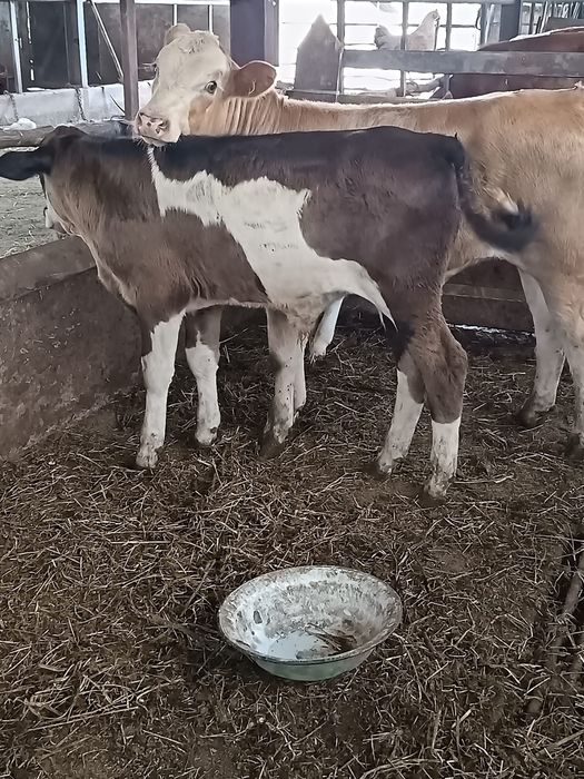 Vând vitele , viței înțărcați