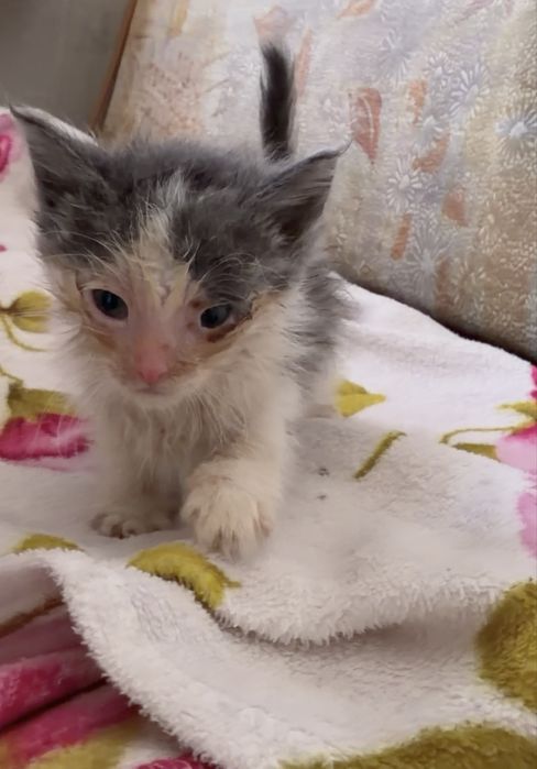 Котята в добрые руки бесплатно
